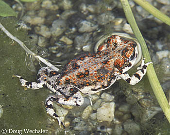 Red-spotted Toad m022-03.jpg - 58115 Bytes